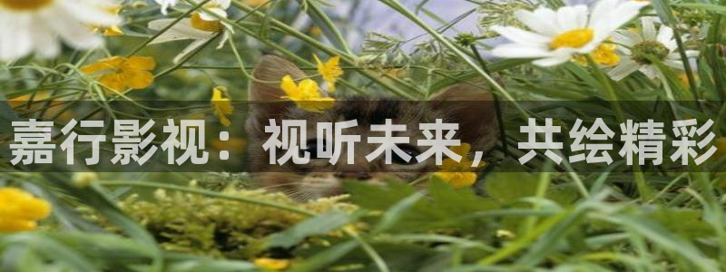 下载金桔影视：嘉行影视：视听未来，共绘精彩