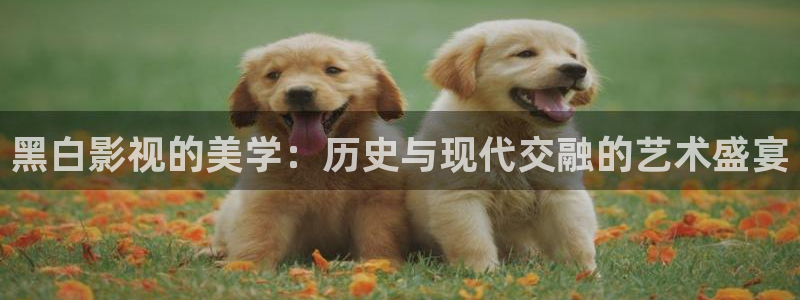 金桔视频：黑白影视的美学：历史与现代交融的艺术盛宴